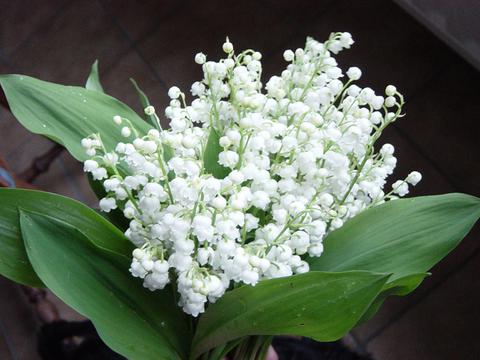 Muguet, Fleuriste Martigues, Livraison, Mariage