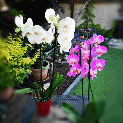 Orchidées Phalaenopsis