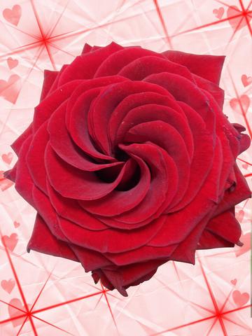 Rose Saint Valentin Cadeaux 14 fevrier Amoureux