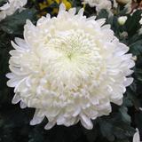 Chrysanthème Blanc