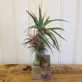 Tillandsia