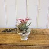 Tillandsia