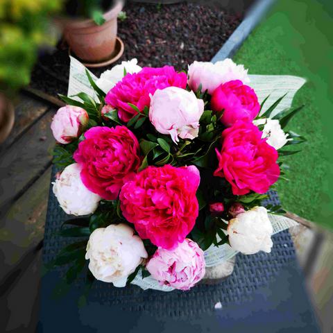 Amour de Pivoine