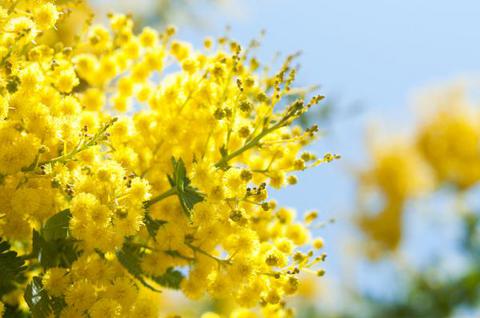 Fleuriste Martigues Mimosa cadeau Noel sapin Vert'tige de Fleurs Livraison Commande en ligne