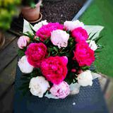 Amour de Pivoine