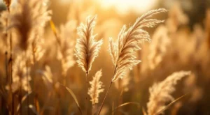 Roseaux : guide complet pour choisir, planter et entretenir ces géants des zones humides